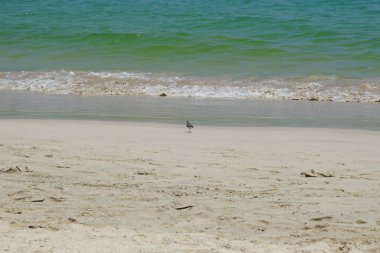 Nisan ayında kumlu bir plajda yürüyen aktitis hipoleucos kuşu. Çulluk (