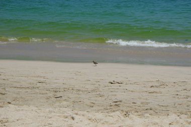 Nisan ayında kumlu bir plajda yürüyen aktitis hipoleucos kuşu. Çulluk (