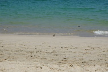 Nisan ayında kumlu bir plajda yürüyen aktitis hipoleucos kuşu. Çulluk (