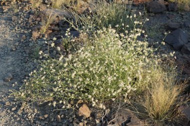 Nisan ayında beyaz kabarık tohumlu Convolvulus virgatus büyür. Convolvulus virgatus, toynakgiller (Convolvulaceae) familyasından bir bitki türü. Khor Fakkan, Sharjah, BAE.                                