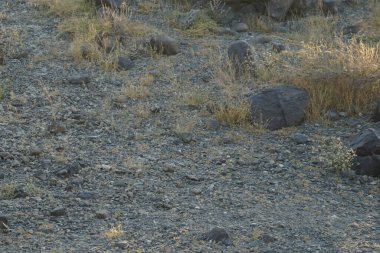 Nisan ayında Cercotrichas galaksiler kuşları kayalık zeminde oturuyordu. Rufous-tail robin, Cercotrichas galactotes, rufous scrub robin, rufous bush chat, rufous bush robin, Muscicapidae familyasının bir üyesidir. Khor Fakkan, Sharjah, BAE.   