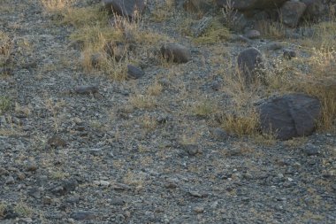 Nisan ayında Cercotrichas galaksiler kuşları kayalık zeminde oturuyordu. Rufous-tail robin, Cercotrichas galactotes, rufous scrub robin, rufous bush chat, rufous bush robin, Muscicapidae familyasının bir üyesidir. Khor Fakkan, Sharjah, BAE.   
