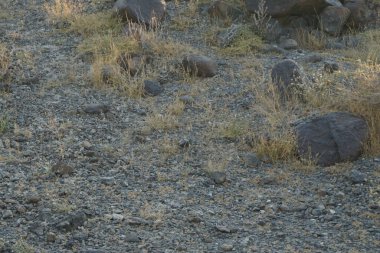 Nisan ayında Cercotrichas galaksiler kuşları kayalık zeminde oturuyordu. Rufous-tail robin, Cercotrichas galactotes, rufous scrub robin, rufous bush chat, rufous bush robin, Muscicapidae familyasının bir üyesidir. Khor Fakkan, Sharjah, BAE.   