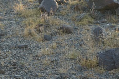 Nisan ayında Cercotrichas galaksiler kuşları kayalık zeminde oturuyordu. Rufous-tail robin, Cercotrichas galactotes, rufous scrub robin, rufous bush chat, rufous bush robin, Muscicapidae familyasının bir üyesidir. Khor Fakkan, Sharjah, BAE.   