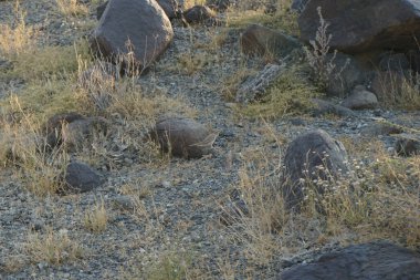 Nisan ayında Cercotrichas galaksiler kuşları kayalık zeminde oturuyordu. Rufous-tail robin, Cercotrichas galactotes, rufous scrub robin, rufous bush chat, rufous bush robin, Muscicapidae familyasının bir üyesidir. Khor Fakkan, Sharjah, BAE.   