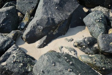 Grapsus tenuicrustatus yengeci Nisan ayında Khor Fakkan Sahili 'nde Umman Körfezi yakınlarındaki kayalara tırmanır. Grapsus tenuicrustatus (İnce kabuklu kaya yengeci), Grapsidae familyasından bir kabuklu hayvan türüdür. Khor Fakkan, Sharjah, BAE. 