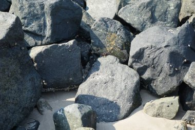 Grapsus tenuicrustatus yengeci Nisan ayında Khor Fakkan Sahili 'nde Umman Körfezi yakınlarındaki kayalara tırmanır. Grapsus tenuicrustatus (İnce kabuklu kaya yengeci), Grapsidae familyasından bir kabuklu hayvan türüdür. Khor Fakkan, Sharjah, BAE. 