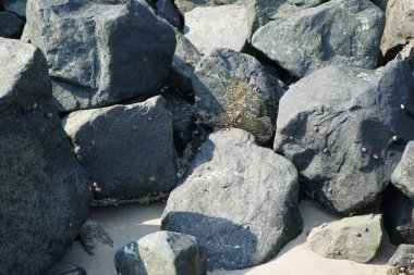 Grapsus tenuicrustatus yengeci Nisan ayında Khor Fakkan Sahili 'nde Umman Körfezi yakınlarındaki kayalara tırmanır. Grapsus tenuicrustatus (İnce kabuklu kaya yengeci), Grapsidae familyasından bir kabuklu hayvan türüdür. Khor Fakkan, Sharjah, BAE. 