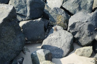 Grapsus tenuicrustatus yengeci Nisan ayında Khor Fakkan Sahili 'nde Umman Körfezi yakınlarındaki kayalara tırmanır. Grapsus tenuicrustatus (İnce kabuklu kaya yengeci), Grapsidae familyasından bir kabuklu hayvan türüdür. Khor Fakkan, Sharjah, BAE. 