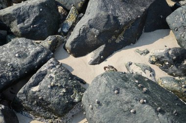 Grapsus tenuicrustatus yengeci Nisan ayında Khor Fakkan Sahili 'nde Umman Körfezi yakınlarındaki kayalara tırmanır. Grapsus tenuicrustatus (İnce kabuklu kaya yengeci), Grapsidae familyasından bir kabuklu hayvan türüdür. Khor Fakkan, Sharjah, BAE. 