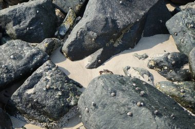 Grapsus tenuicrustatus yengeci Nisan ayında Khor Fakkan Sahili 'nde Umman Körfezi yakınlarındaki kayalara tırmanır. Grapsus tenuicrustatus (İnce kabuklu kaya yengeci), Grapsidae familyasından bir kabuklu hayvan türüdür. Khor Fakkan, Sharjah, BAE. 