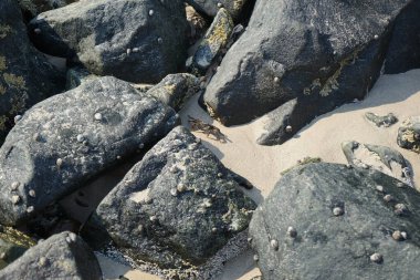 Grapsus tenuicrustatus yengeci Nisan ayında Khor Fakkan Sahili 'nde Umman Körfezi yakınlarındaki kayalara tırmanır. Grapsus tenuicrustatus (İnce kabuklu kaya yengeci), Grapsidae familyasından bir kabuklu hayvan türüdür. Khor Fakkan, Sharjah, BAE. 