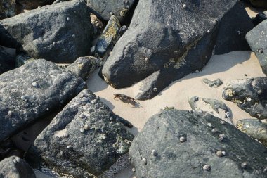Grapsus tenuicrustatus yengeci Nisan ayında Khor Fakkan Sahili 'nde Umman Körfezi yakınlarındaki kayalara tırmanır. Grapsus tenuicrustatus (İnce kabuklu kaya yengeci), Grapsidae familyasından bir kabuklu hayvan türüdür. Khor Fakkan, Sharjah, BAE. 