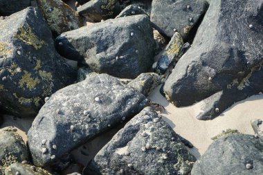 Grapsus tenuicrustatus yengeci Nisan ayında Khor Fakkan Sahili 'nde Umman Körfezi yakınlarındaki kayalara tırmanır. Grapsus tenuicrustatus (İnce kabuklu kaya yengeci), Grapsidae familyasından bir kabuklu hayvan türüdür. Khor Fakkan, Sharjah, BAE. 
