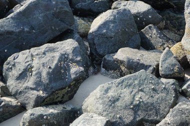 Grapsus tenuicrustatus yengeci Nisan ayında Khor Fakkan Sahili 'nde Umman Körfezi yakınlarındaki kayalara tırmanır. Grapsus tenuicrustatus (İnce kabuklu kaya yengeci), Grapsidae familyasından bir kabuklu hayvan türüdür. Khor Fakkan, Sharjah, BAE. 