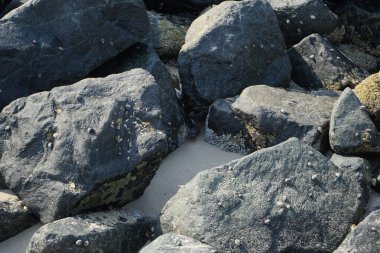 Grapsus tenuicrustatus yengeci Nisan ayında Khor Fakkan Sahili 'nde Umman Körfezi yakınlarındaki kayalara tırmanır. Grapsus tenuicrustatus (İnce kabuklu kaya yengeci), Grapsidae familyasından bir kabuklu hayvan türüdür. Khor Fakkan, Sharjah, BAE. 