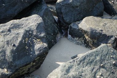 Grapsus tenuicrustatus yengeci Nisan ayında Khor Fakkan Sahili 'nde Umman Körfezi yakınlarındaki kayalara tırmanır. Grapsus tenuicrustatus (İnce kabuklu kaya yengeci), Grapsidae familyasından bir kabuklu hayvan türüdür. Khor Fakkan, Sharjah, BAE. 