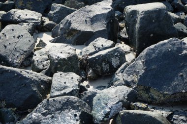 Grapsus tenuicrustatus yengeci Nisan ayında Khor Fakkan Sahili 'nde Umman Körfezi yakınlarındaki kayalara tırmanır. Grapsus tenuicrustatus (İnce kabuklu kaya yengeci), Grapsidae familyasından bir kabuklu hayvan türüdür. Khor Fakkan, Sharjah, BAE. 