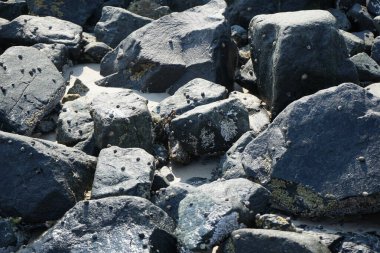 Grapsus tenuicrustatus yengeci Nisan ayında Khor Fakkan Sahili 'nde Umman Körfezi yakınlarındaki kayalara tırmanır. Grapsus tenuicrustatus (İnce kabuklu kaya yengeci), Grapsidae familyasından bir kabuklu hayvan türüdür. Khor Fakkan, Sharjah, BAE. 