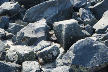 Grapsus tenuicrustatus yengeci Nisan ayında Khor Fakkan Sahili 'nde Umman Körfezi yakınlarındaki kayalara tırmanır. Grapsus tenuicrustatus (İnce kabuklu kaya yengeci), Grapsidae familyasından bir kabuklu hayvan türüdür. Khor Fakkan, Sharjah, BAE. 