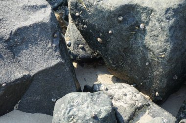 Grapsus tenuicrustatus yengeci Nisan ayında Khor Fakkan Sahili 'nde Umman Körfezi yakınlarındaki kayalara tırmanır. Grapsus tenuicrustatus (İnce kabuklu kaya yengeci), Grapsidae familyasından bir kabuklu hayvan türüdür. Khor Fakkan, Sharjah, BAE. 