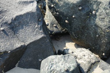 Grapsus tenuicrustatus yengeci Nisan ayında Khor Fakkan Sahili 'nde Umman Körfezi yakınlarındaki kayalara tırmanır. Grapsus tenuicrustatus (İnce kabuklu kaya yengeci), Grapsidae familyasından bir kabuklu hayvan türüdür. Khor Fakkan, Sharjah, BAE. 