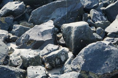 Grapsus tenuicrustatus yengeci Nisan ayında Khor Fakkan Sahili 'nde Umman Körfezi yakınlarındaki kayalara tırmanır. Grapsus tenuicrustatus (İnce kabuklu kaya yengeci), Grapsidae familyasından bir kabuklu hayvan türüdür. Khor Fakkan, Sharjah, BAE. 