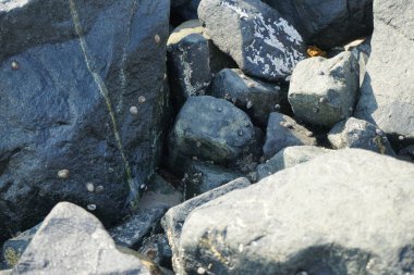 Grapsus tenuicrustatus yengeci Nisan ayında Khor Fakkan Sahili 'nde Umman Körfezi yakınlarındaki kayalara tırmanır. Grapsus tenuicrustatus (İnce kabuklu kaya yengeci), Grapsidae familyasından bir kabuklu hayvan türüdür. Khor Fakkan, Sharjah, BAE. 