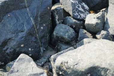 Grapsus tenuicrustatus yengeci Nisan ayında Khor Fakkan Sahili 'nde Umman Körfezi yakınlarındaki kayalara tırmanır. Grapsus tenuicrustatus (İnce kabuklu kaya yengeci), Grapsidae familyasından bir kabuklu hayvan türüdür. Khor Fakkan, Sharjah, BAE. 