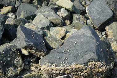 Grapsus tenuicrustatus yengeci Nisan ayında Khor Fakkan Sahili 'nde Umman Körfezi yakınlarındaki kayalara tırmanır. Grapsus tenuicrustatus (İnce kabuklu kaya yengeci), Grapsidae familyasından bir kabuklu hayvan türüdür. Khor Fakkan, Sharjah, BAE. 