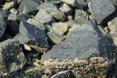 Grapsus tenuicrustatus yengeci Nisan ayında Khor Fakkan Sahili 'nde Umman Körfezi yakınlarındaki kayalara tırmanır. Grapsus tenuicrustatus (İnce kabuklu kaya yengeci), Grapsidae familyasından bir kabuklu hayvan türüdür. Khor Fakkan, Sharjah, BAE. 