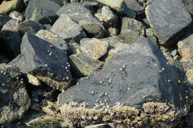 Grapsus tenuicrustatus yengeci Nisan ayında Khor Fakkan Sahili 'nde Umman Körfezi yakınlarındaki kayalara tırmanır. Grapsus tenuicrustatus (İnce kabuklu kaya yengeci), Grapsidae familyasından bir kabuklu hayvan türüdür. Khor Fakkan, Sharjah, BAE. 