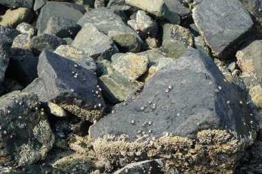 Grapsus tenuicrustatus yengeci Nisan ayında Khor Fakkan Sahili 'nde Umman Körfezi yakınlarındaki kayalara tırmanır. Grapsus tenuicrustatus (İnce kabuklu kaya yengeci), Grapsidae familyasından bir kabuklu hayvan türüdür. Khor Fakkan, Sharjah, BAE. 