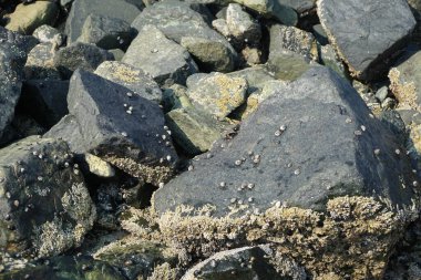 Grapsus tenuicrustatus yengeci Nisan ayında Khor Fakkan Sahili 'nde Umman Körfezi yakınlarındaki kayalara tırmanır. Grapsus tenuicrustatus (İnce kabuklu kaya yengeci), Grapsidae familyasından bir kabuklu hayvan türüdür. Khor Fakkan, Sharjah, BAE. 