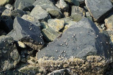 Grapsus tenuicrustatus yengeci Nisan ayında Khor Fakkan Sahili 'nde Umman Körfezi yakınlarındaki kayalara tırmanır. Grapsus tenuicrustatus (İnce kabuklu kaya yengeci), Grapsidae familyasından bir kabuklu hayvan türüdür. Khor Fakkan, Sharjah, BAE. 