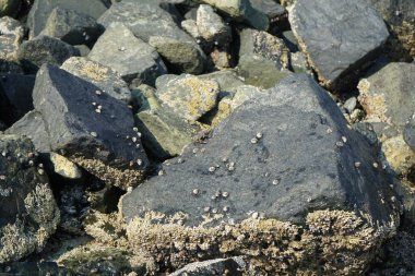 Grapsus tenuicrustatus yengeci Nisan ayında Khor Fakkan Sahili 'nde Umman Körfezi yakınlarındaki kayalara tırmanır. Grapsus tenuicrustatus (İnce kabuklu kaya yengeci), Grapsidae familyasından bir kabuklu hayvan türüdür. Khor Fakkan, Sharjah, BAE. 