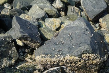 Grapsus tenuicrustatus yengeci Nisan ayında Khor Fakkan Sahili 'nde Umman Körfezi yakınlarındaki kayalara tırmanır. Grapsus tenuicrustatus (İnce kabuklu kaya yengeci), Grapsidae familyasından bir kabuklu hayvan türüdür. Khor Fakkan, Sharjah, BAE. 