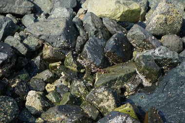 Grapsus tenuicrustatus yengeci Nisan ayında Khor Fakkan Sahili 'nde Umman Körfezi yakınlarındaki kayalara tırmanır. Grapsus tenuicrustatus (İnce kabuklu kaya yengeci), Grapsidae familyasından bir kabuklu hayvan türüdür. Khor Fakkan, Sharjah, BAE. 