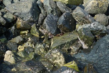 Grapsus tenuicrustatus yengeci Nisan ayında Khor Fakkan Sahili 'nde Umman Körfezi yakınlarındaki kayalara tırmanır. Grapsus tenuicrustatus (İnce kabuklu kaya yengeci), Grapsidae familyasından bir kabuklu hayvan türüdür. Khor Fakkan, Sharjah, BAE. 