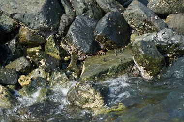 Grapsus tenuicrustatus yengeci Nisan ayında Khor Fakkan Sahili 'nde Umman Körfezi yakınlarındaki kayalara tırmanır. Grapsus tenuicrustatus (İnce kabuklu kaya yengeci), Grapsidae familyasından bir kabuklu hayvan türüdür. Khor Fakkan, Sharjah, BAE. 