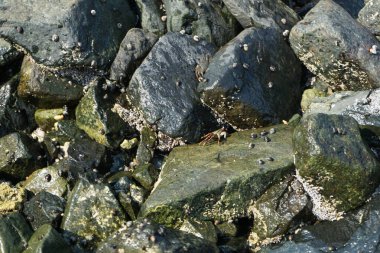Grapsus tenuicrustatus yengeçleri Nisan ayında Khor Fakkan Sahili 'nde Umman Körfezi yakınlarındaki kayalara tırmanır. Grapsus tenuicrustatus (İnce kabuklu kaya yengeci), Grapsidae familyasından bir kabuklu hayvan türüdür. Khor Fakkan, Sharjah, BAE. 