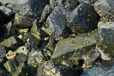 Grapsus tenuicrustatus yengeçleri Nisan ayında Khor Fakkan Sahili 'nde Umman Körfezi yakınlarındaki kayalara tırmanır. Grapsus tenuicrustatus (İnce kabuklu kaya yengeci), Grapsidae familyasından bir kabuklu hayvan türüdür. Khor Fakkan, Sharjah, BAE. 