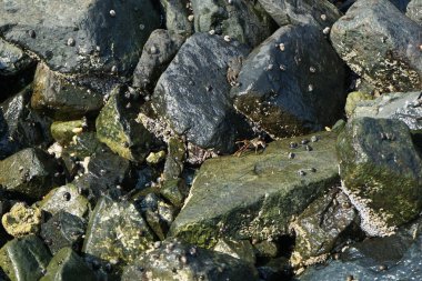 Grapsus tenuicrustatus yengeçleri Nisan ayında Khor Fakkan Sahili 'nde Umman Körfezi yakınlarındaki kayalara tırmanır. Grapsus tenuicrustatus (İnce kabuklu kaya yengeci), Grapsidae familyasından bir kabuklu hayvan türüdür. Khor Fakkan, Sharjah, BAE. 