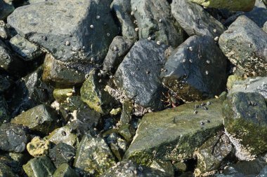 Grapsus tenuicrustatus yengeçleri Nisan ayında Khor Fakkan Sahili 'nde Umman Körfezi yakınlarındaki kayalara tırmanır. Grapsus tenuicrustatus (İnce kabuklu kaya yengeci), Grapsidae familyasından bir kabuklu hayvan türüdür. Khor Fakkan, Sharjah, BAE. 