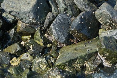 Grapsus tenuicrustatus yengeçleri Nisan ayında Khor Fakkan Sahili 'nde Umman Körfezi yakınlarındaki kayalara tırmanır. Grapsus tenuicrustatus (İnce kabuklu kaya yengeci), Grapsidae familyasından bir kabuklu hayvan türüdür. Khor Fakkan, Sharjah, BAE. 