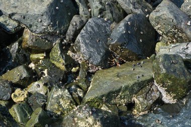 Grapsus tenuicrustatus yengeçleri Nisan ayında Khor Fakkan Sahili 'nde Umman Körfezi yakınlarındaki kayalara tırmanır. Grapsus tenuicrustatus (İnce kabuklu kaya yengeci), Grapsidae familyasından bir kabuklu hayvan türüdür. Khor Fakkan, Sharjah, BAE. 