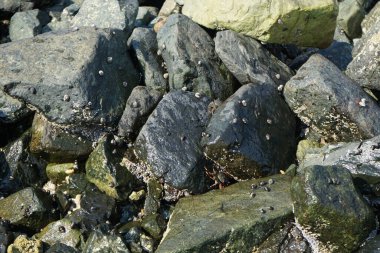 Grapsus tenuicrustatus yengeçleri Nisan ayında Khor Fakkan Sahili 'nde Umman Körfezi yakınlarındaki kayalara tırmanır. Grapsus tenuicrustatus (İnce kabuklu kaya yengeci), Grapsidae familyasından bir kabuklu hayvan türüdür. Khor Fakkan, Sharjah, BAE. 