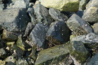Grapsus tenuicrustatus yengeçleri Nisan ayında Khor Fakkan Sahili 'nde Umman Körfezi yakınlarındaki kayalara tırmanır. Grapsus tenuicrustatus (İnce kabuklu kaya yengeci), Grapsidae familyasından bir kabuklu hayvan türüdür. Khor Fakkan, Sharjah, BAE. 