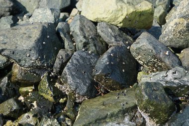 Grapsus tenuicrustatus yengeçleri Nisan ayında Khor Fakkan Sahili 'nde Umman Körfezi yakınlarındaki kayalara tırmanır. Grapsus tenuicrustatus (İnce kabuklu kaya yengeci), Grapsidae familyasından bir kabuklu hayvan türüdür. Khor Fakkan, Sharjah, BAE. 