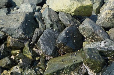 Grapsus tenuicrustatus yengeçleri Nisan ayında Khor Fakkan Sahili 'nde Umman Körfezi yakınlarındaki kayalara tırmanır. Grapsus tenuicrustatus (İnce kabuklu kaya yengeci), Grapsidae familyasından bir kabuklu hayvan türüdür. Khor Fakkan, Sharjah, BAE. 